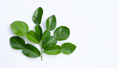 Bergamot kaffir limonu, beyaz arka planda taze bitkiler bırakır..