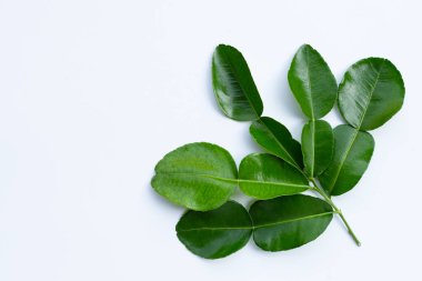 Bergamot kaffir limonu, beyaz arka planda taze bitkiler bırakır..