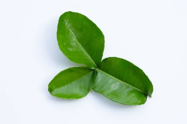 Bergamot kaffir limonu, beyaz arka planda taze bitkiler bırakır..