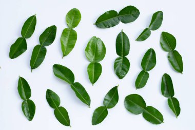 Bergamot kaffir limonu, beyaz arka planda taze bitkiler bırakır..