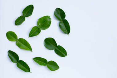 Bergamot kaffir limonu, beyaz arka planda taze bitkiler bırakır..