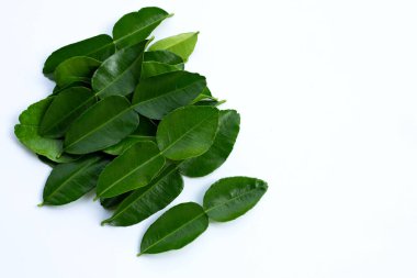 Bergamot kaffir limonu, beyaz arka planda taze bitkiler bırakır..