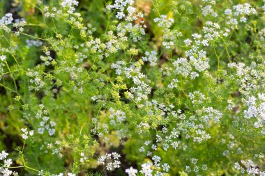 Bahçede taze tohumları olan kişniş çiçekleri.