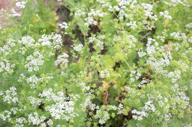 Bahçede taze tohumları olan kişniş çiçekleri.