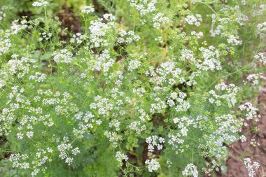 Bahçede taze tohumları olan kişniş çiçekleri.