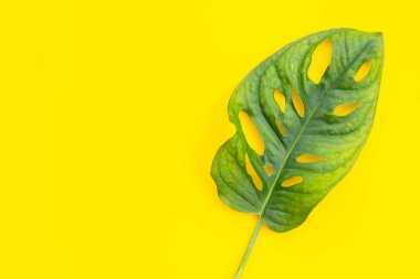 Monstera Adansonii yaprakları ya da İsviçre peynir sarmaşığı evi