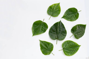 Taze Vahşi Betel yaprakları beyaz arkaplanda izole