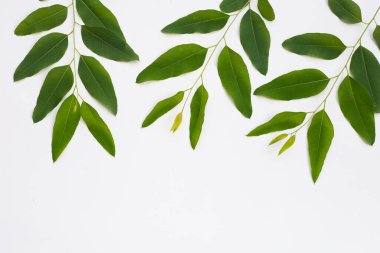 Beyaz arkaplanda okaliptüs yaprakları.