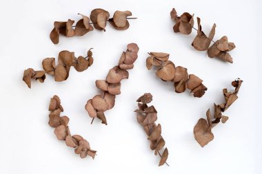 Beyaz arkaplanda okaliptüs kuru yaprakları.