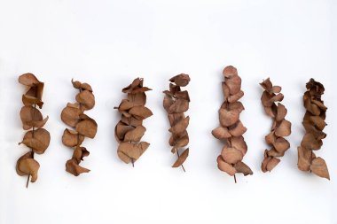 Beyaz arkaplanda okaliptüs kuru yaprakları.