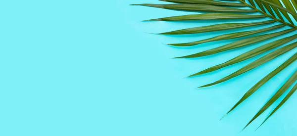 Folhas Palma Tropicais Fundo Azul Conceito Fundo Verão — Fotografia de Stock