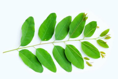 Beyaz arkaplanda okaliptüs yaprakları.