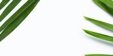 Beyaz fotokopi alanında tropik palmiye yaprakları. Yaz arkaplanı kavramı