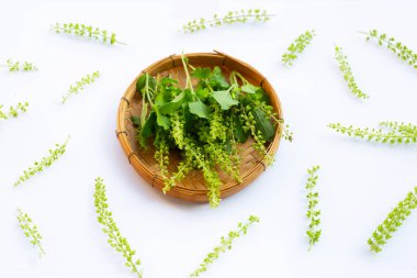 Beyaz arka planda kutsal fesleğen yaprakları.