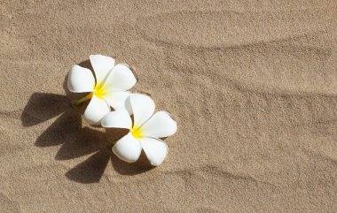 Kumda beyaz tesisat çiçekleri. 