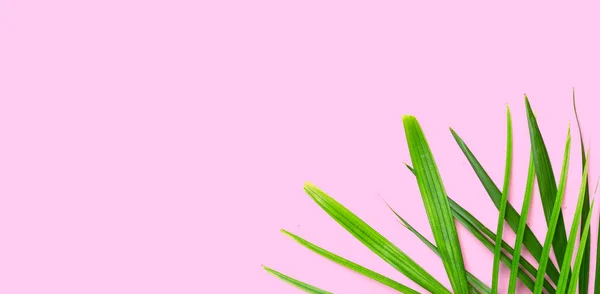 Тропические Пальмовые Листья Розовом Фоне Летняя Концепция — стоковое фото