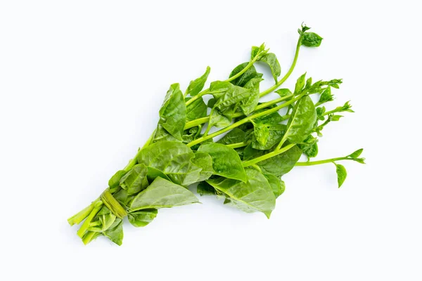 Ceylon Spinach Leaves White Background — Stock Photo, Image