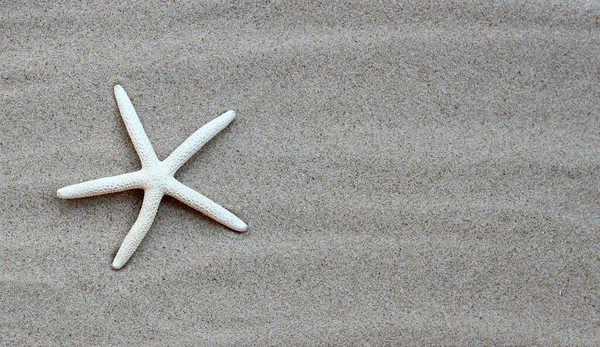 Seestern Auf Sand Sommerliches Hintergrundkonzept — Stockfoto