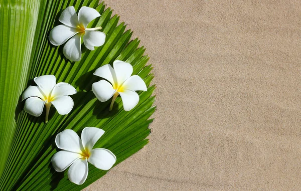 Witte Plumeria Bloemen Fiji Waaier Palmblad Zand — Stockfoto