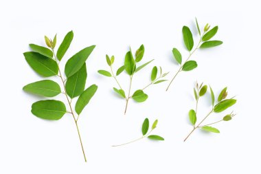 Beyaz arkaplanda okaliptüs yaprakları.