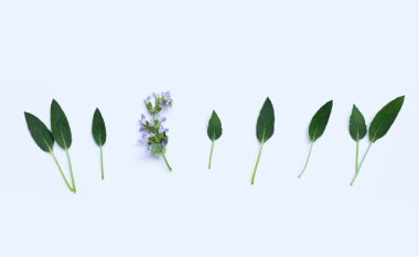 Beyaz arka planda çiçekli adaçayı yaprakları. Boşluğu kopyala