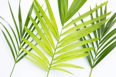 Beyaz arka planda tropik palmiye yaprakları. Yaz arkaplanı kavramı