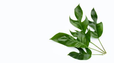 Beyaz arka planda raphidophora tetrasperma mini canavarı. Boşluğu kopyala