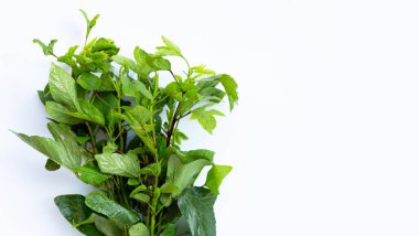 Roselle beyaz arkaplanda izole bırakılıyor.