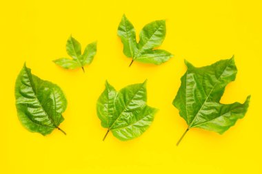 Sarı arka planda tutkulu meyve yaprakları. 