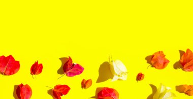 Sarı yüzeyde güzel begonviller.