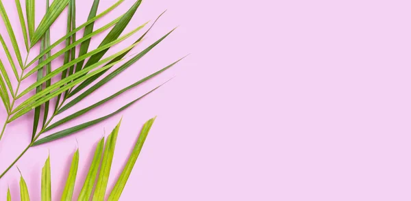 Тропические Пальмовые Листья Розовом Фоне Летняя Концепция — стоковое фото