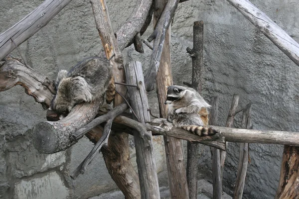 Waschbär kümmert sich um Wolle — Stockfoto