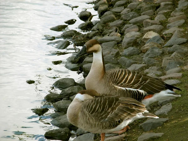 gölet ayakta ördek çift