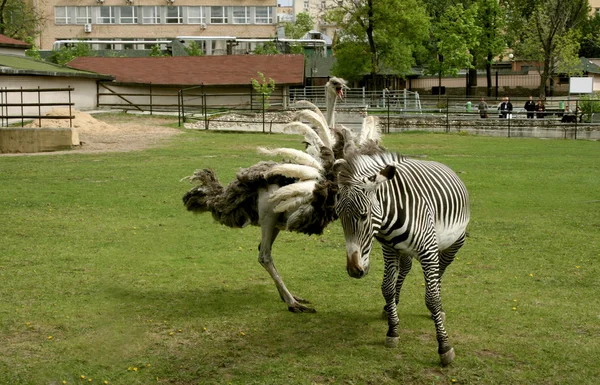 Conflict between ostrich and zebra — Stock Photo, Image