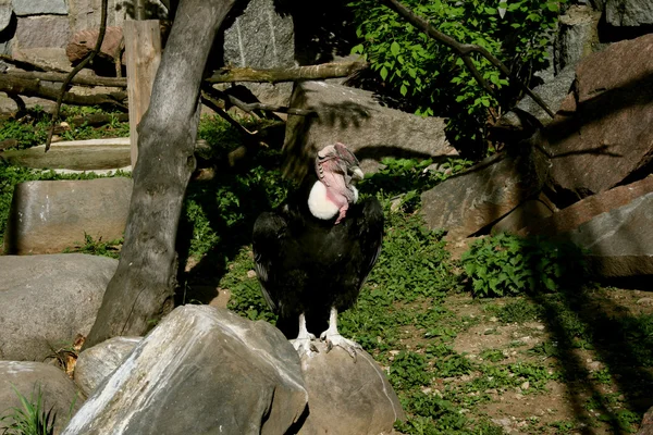 Bir dal üzerinde oturan akbaba