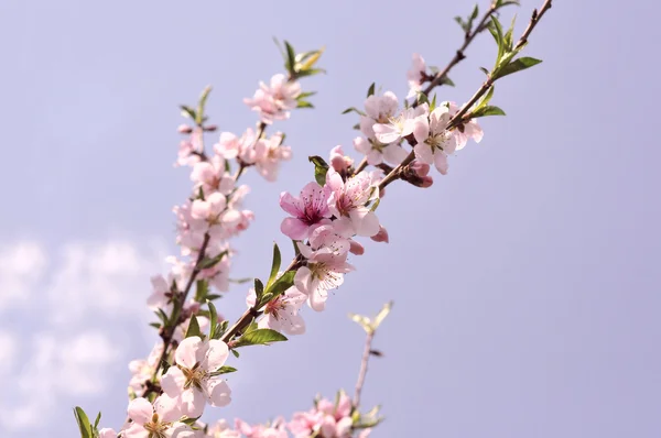 Genç yeşil yaprakları ile kiraz çiçeği