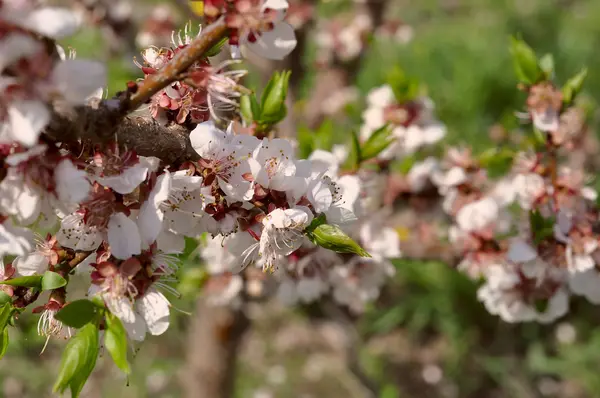 Genç yeşil yaprakları ile kiraz çiçeği