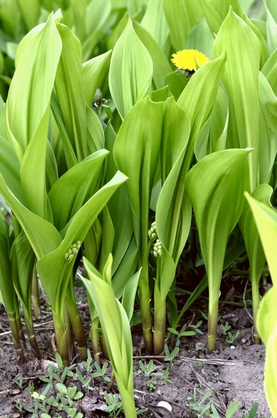 Mayıs-lily tomurcukları ve yaprakları