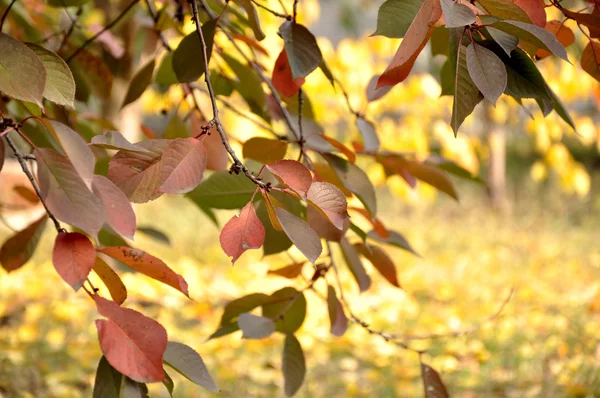 Sonbahar Ağaç kiraz