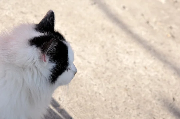 Beton ve seyir üzerinde beyaz kedi