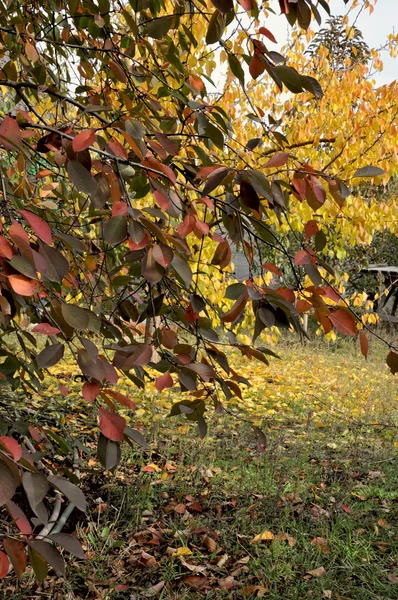 Sonbahar Ağaç kiraz