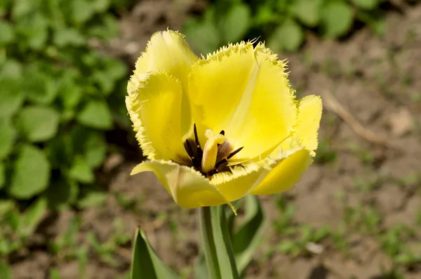 Sarı Lale ve kiraz çiçeği