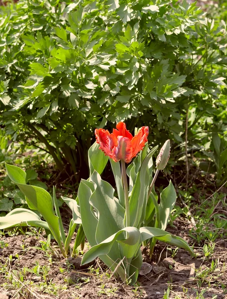 kırmızı lale ve yeşil çalı kereviz