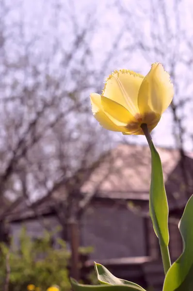 Sarı Lale ve kiraz çiçeği