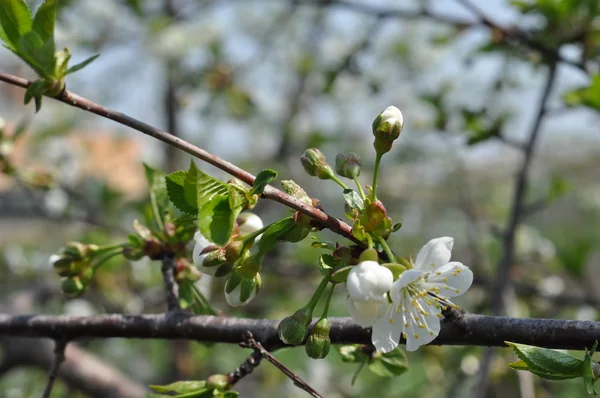 Genç yeşil yaprakları ile kiraz çiçeği