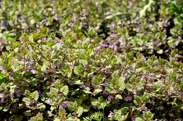 yabani ot alan Mor çiçekli