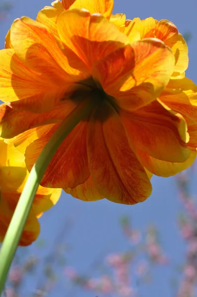 kırmızı sarı turuncu ve kiraz çiçeği