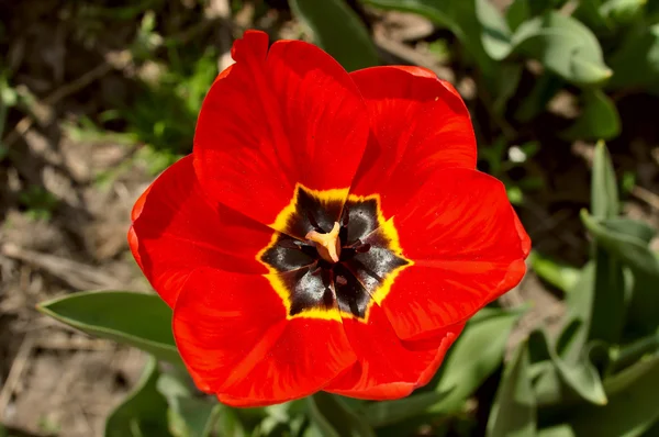 kırmızı beyaz sarı turuncu lale