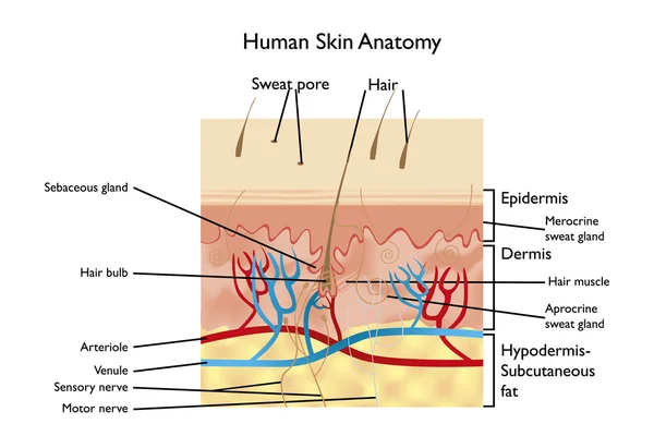 Emberi bőr anatómiai — Stock Vector