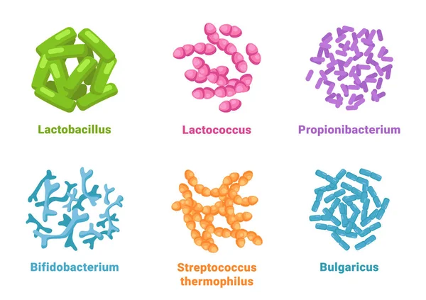Pozitivní sada probiotických bakteriálních mikroskopických buněk — Stockový vektor
